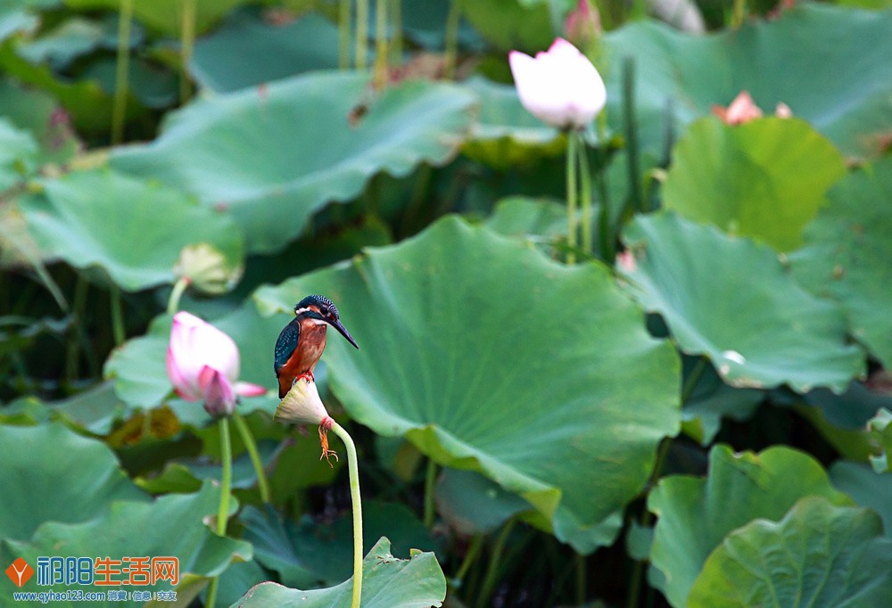 IMG_5021副本.jpg
