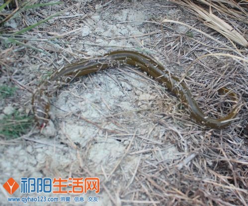 又一条，可惜它动来动去，让我一脚踩死了