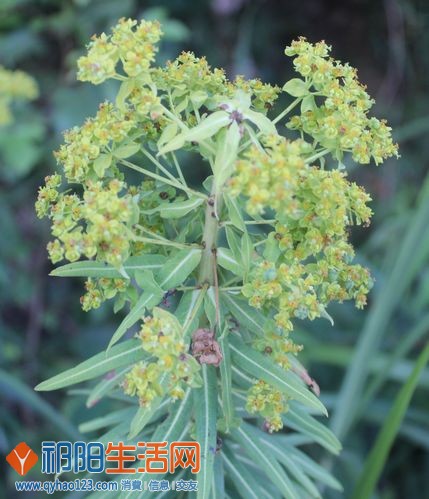 我先收工，顺便拍个小野菜 