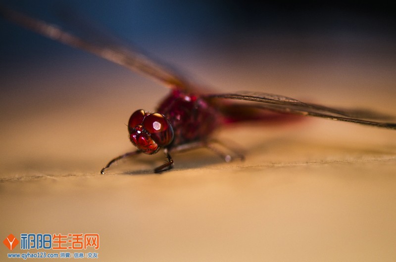 DSC_4096.jpg