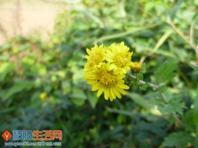 P1180744.JPG