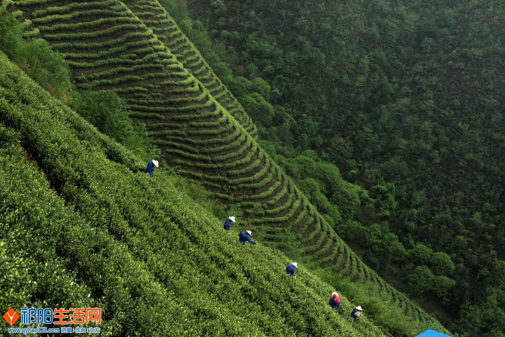 茶园天梯-1.jpg
