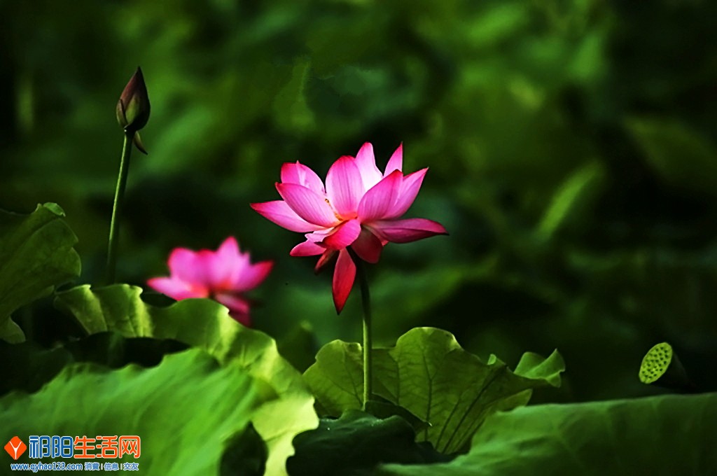 0F5A8323_dh.JPG