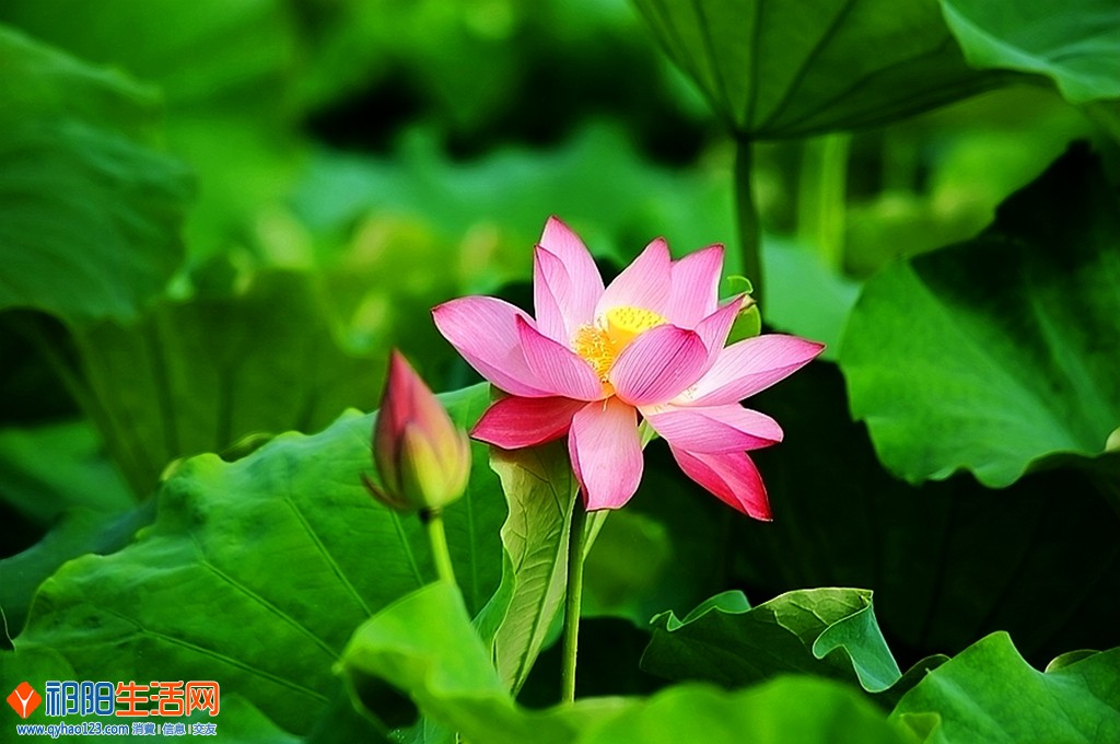 0F5A8344_dh.JPG