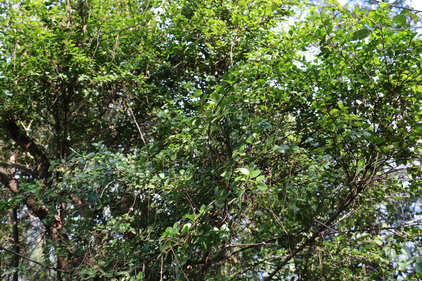 大脑岐赤楠 070.jpg