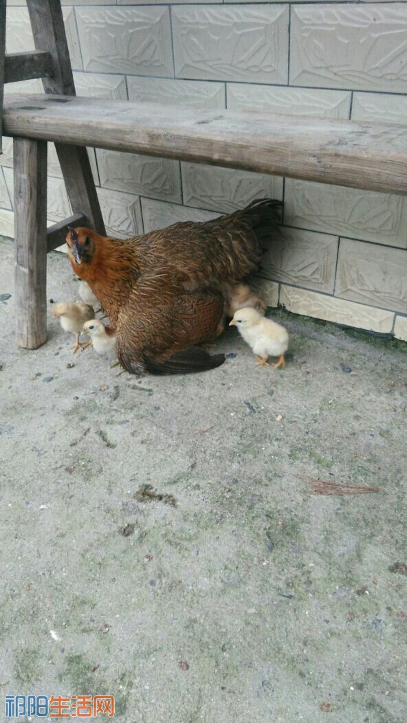iCIYOI4wabu1.jpg