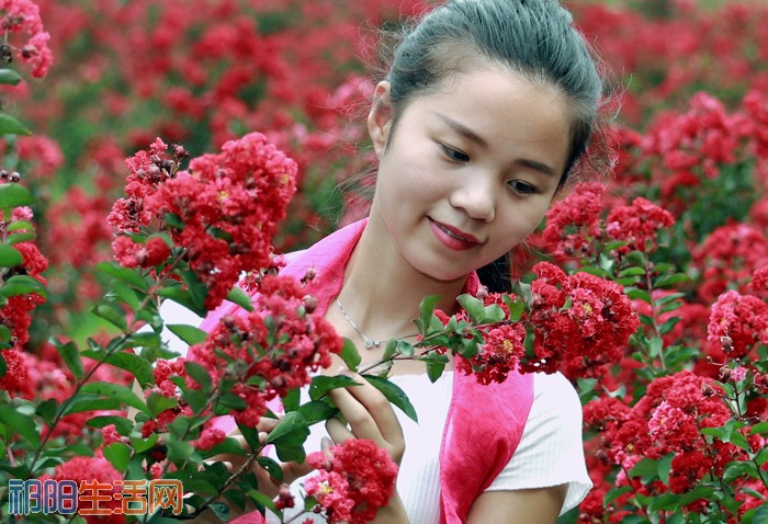 《紫薇美女》.jpg