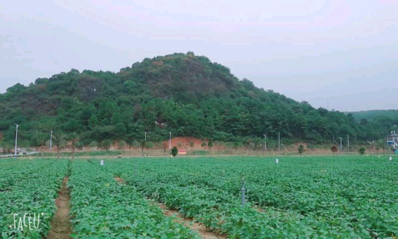mmexport1507513031552.jpeg