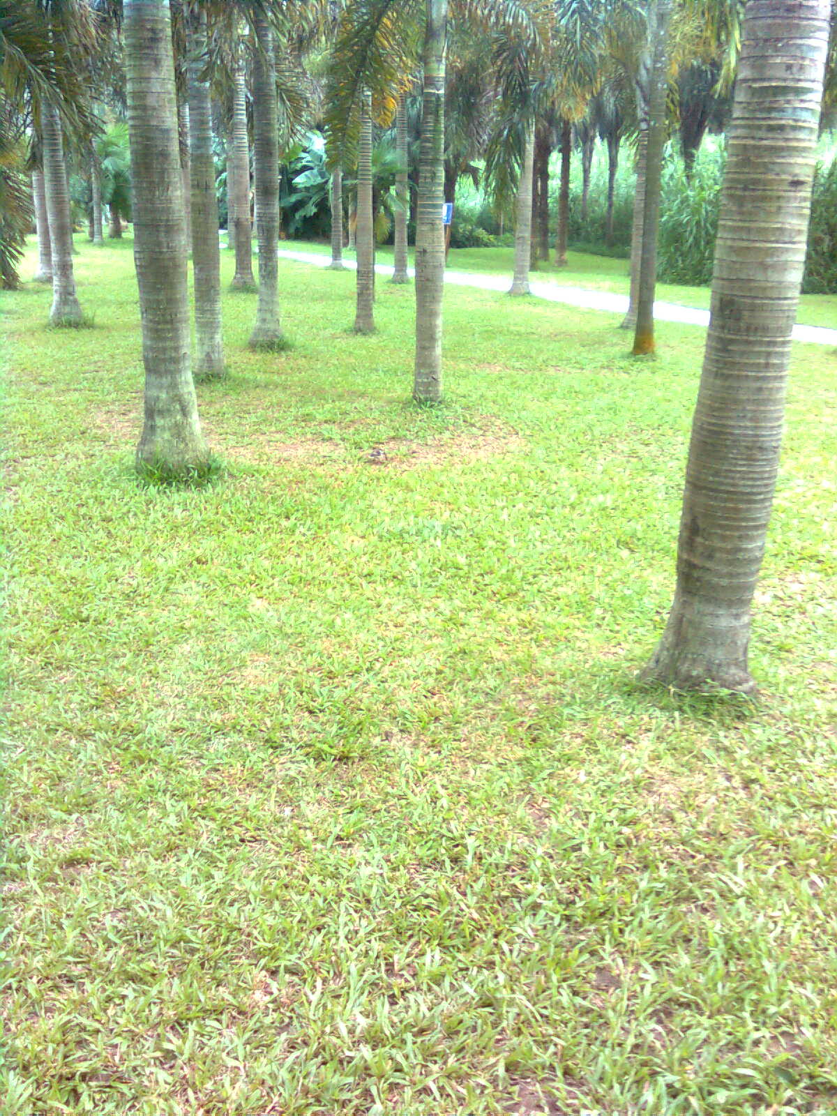 青青的草地
