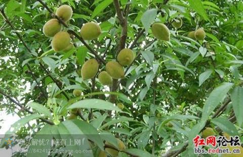 毛桃.jpg