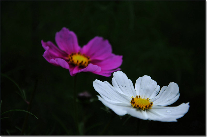 DSC_0334_1.jpg