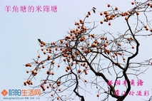 摘柿子晒柿饼，米筛塘欢迎免费摘回家