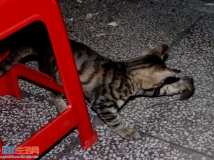 入夜抓拍 猫扑鼠