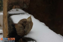 雪中动物