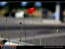 小花