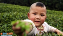 叔叔你看我采的茶