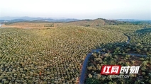 祁阳：万亩油茶花开漫山白（图）