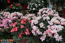 花市随拍