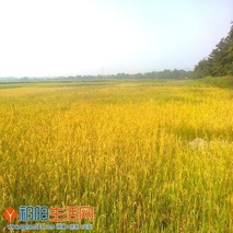 利禾 板栗
