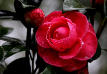 《茶  花》