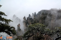 武陵松魂