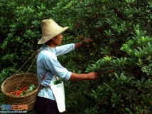 采摘杨梅