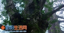 长者