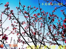 清江的桃花