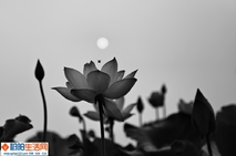 《映日荷花》