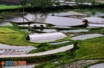 雨后白氺