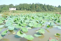 茅竹小憩（秋）