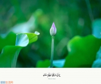 《心若莲花》