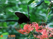 招蜂引蝶