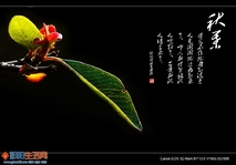 《秋  叶》