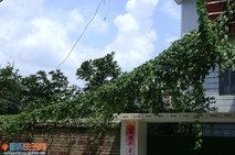 丰收