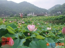 荷
